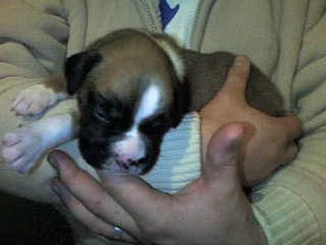 Boxer Qato - uge 1... Så bitte... billede 2