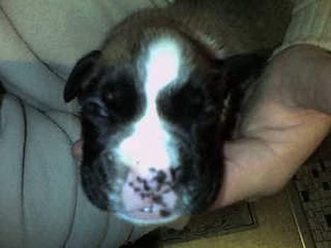 Boxer Qato - sådan var hans blis til at starte med billede 3