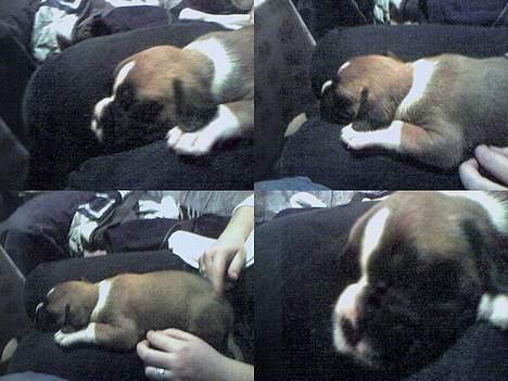 Boxer Qato - uge 3... kan ligge på låret endnu billede 4