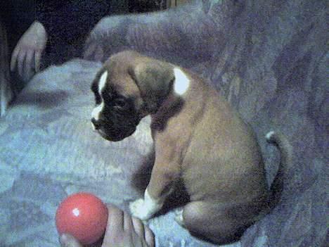 Boxer Qato - uge 5... begynder at lege med genstande billede 5