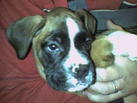 Boxer Qato - Uge 7... Så skal vi snart hjem!!! billede 6