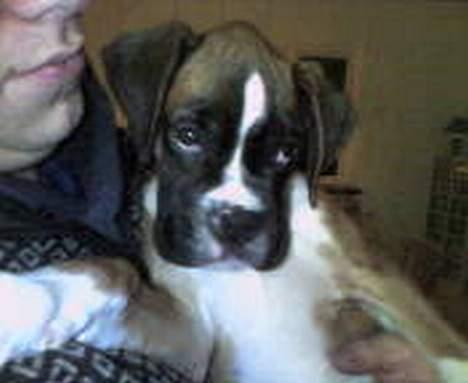 Boxer Qato - Hængetræ... billede 7