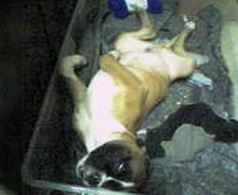 Boxer Qato - Zzz Zzz Zzz... billede 8