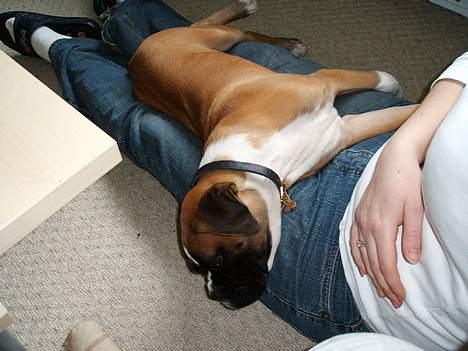 Boxer Qato - Efter en meget lang dag i haven... Zzzz Zzzz billede 9