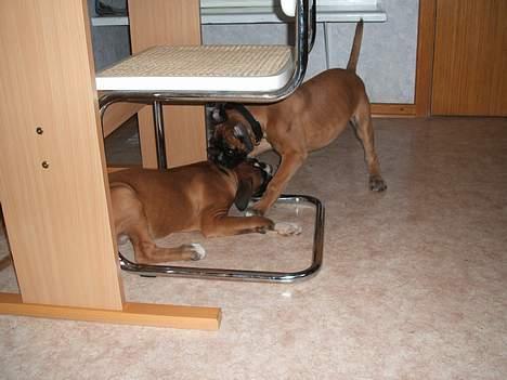 Boxer Qato - Leger med søster Sif billede 10