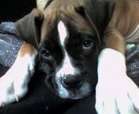 Boxer Qato - min første køretur i bilen "Mor kør lige pænt ikke??!" billede 11