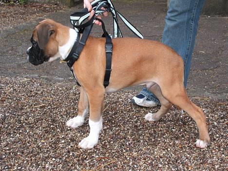 Boxer Qato - uge 11 billede 12
