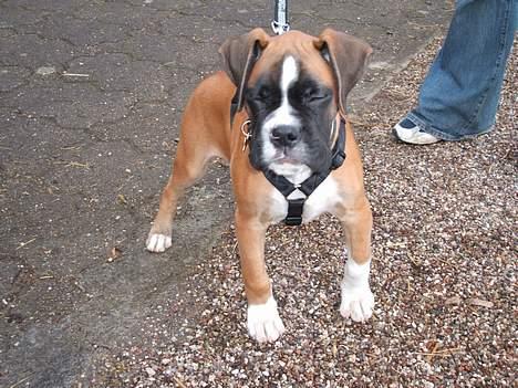 Boxer Qato - Uge 11 billede 13