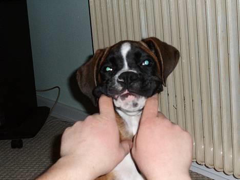 Boxer Qato - En grimasse der kan passe!!! billede 14