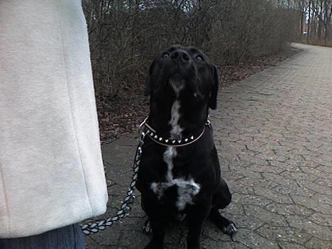 Blanding af racer BonZo billede 15