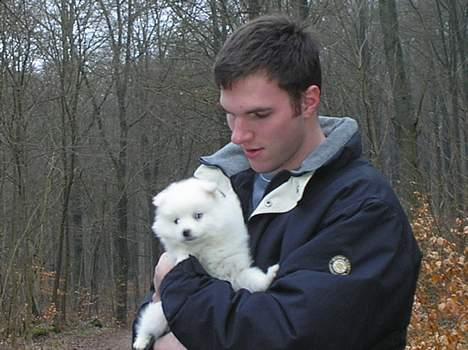 Japansk spids Bongo billede 7