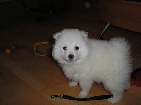 Japansk spids Bongo billede 8