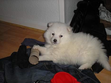 Japansk spids Bongo billede 10