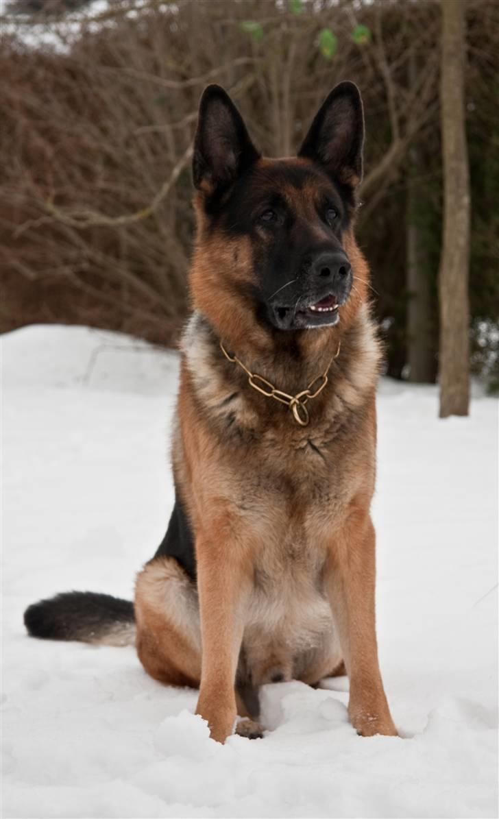 Schæferhund Atlas Flokkenlund - Foto af: Maria Rasch billede 2