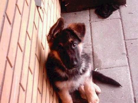 Schæferhund Atlas Flokkenlund - Her er jeg ikke så gammel. Jeg er vel omkring 12 uge! Sød ikke? billede 3