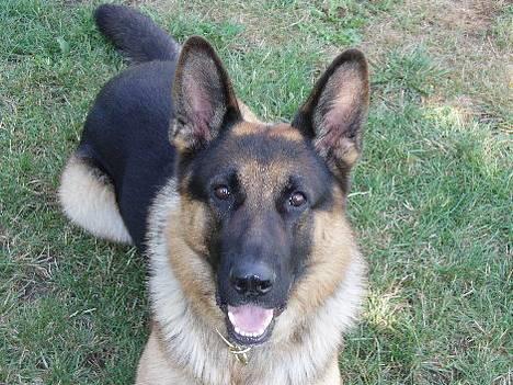 Schæferhund Atlas Flokkenlund billede 4