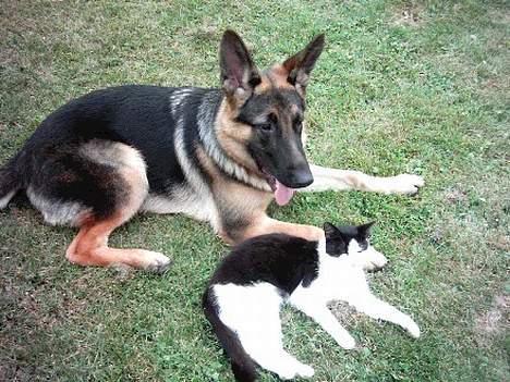 Schæferhund Atlas Flokkenlund - Ligger lige ude på græsplænen sammen med min bedste kammerat.. Katten Nala.  billede 6