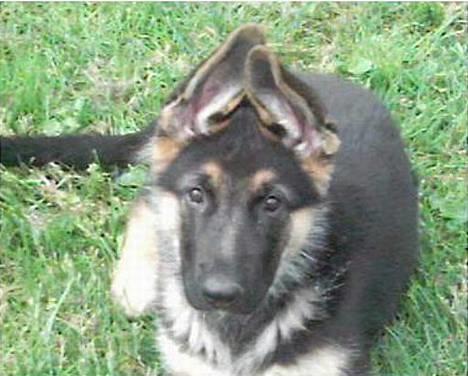 Schæferhund Atlas Flokkenlund - Her er han lige kommet ud i haven. Den lille bandit!! Prøv lige at se de ører!!!!  billede 7