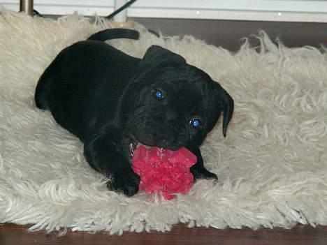 Staffordshire bull terrier Nanna billede 1