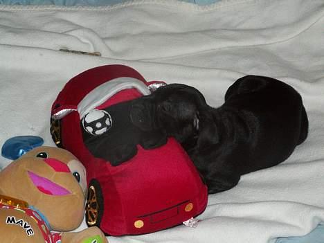 Staffordshire bull terrier Nanna billede 2