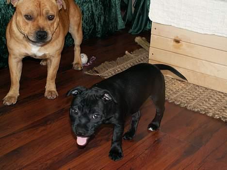 Staffordshire bull terrier Nanna billede 3
