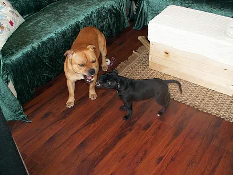 Staffordshire bull terrier Nanna billede 4