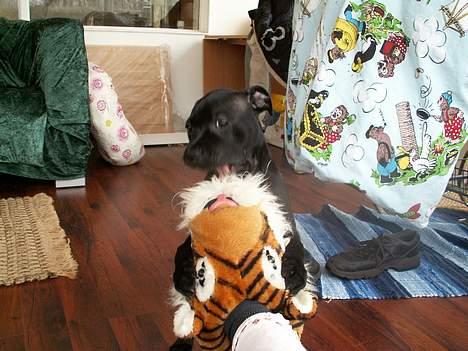 Staffordshire bull terrier Nanna billede 5