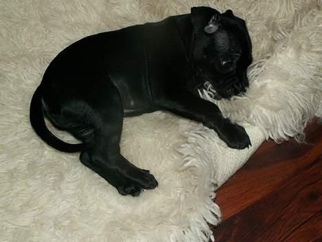 Staffordshire bull terrier Nanna billede 6