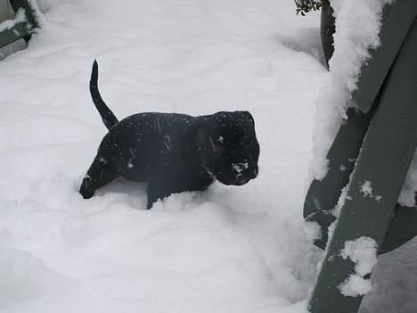 Staffordshire bull terrier Nanna billede 7