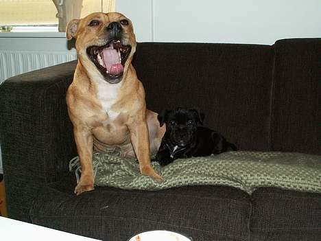 Staffordshire bull terrier Nanna billede 8