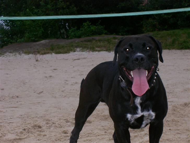 Blanding af racer BonZo billede 16