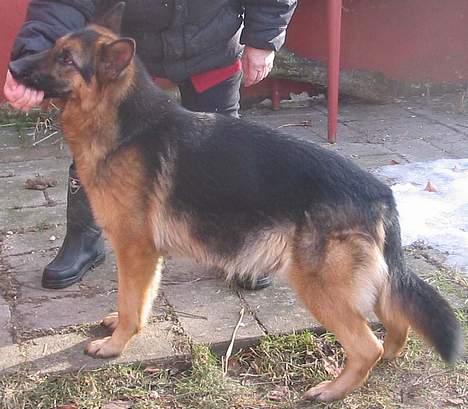 Schæferhund Sonto´s  Kira  (pensionist ) - Kira  den 22 -2-06 ,kira er drægtig og kan føde når som helst :-) dejlig rund er hun billede 10