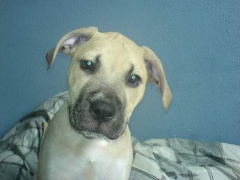 Amerikansk staffordshire terrier Gucci billede 9