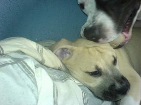 Amerikansk staffordshire terrier Gucci billede 10