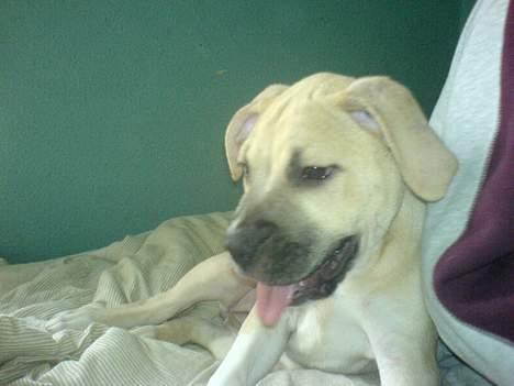 Amerikansk staffordshire terrier Gucci billede 11