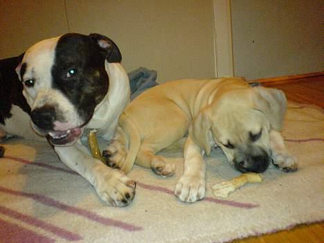 Amerikansk staffordshire terrier Gucci billede 12