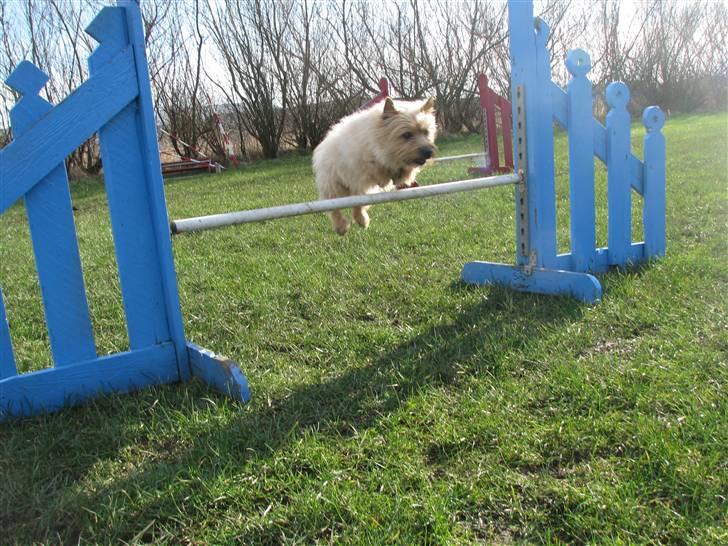 Cairn terrier Hyldahl's Bamse <3 - :-) billede 1