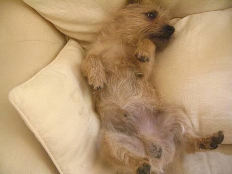 Cairn terrier Hyldahl's Bamse <3 - bamse lige blevet vækket (:? billede 2