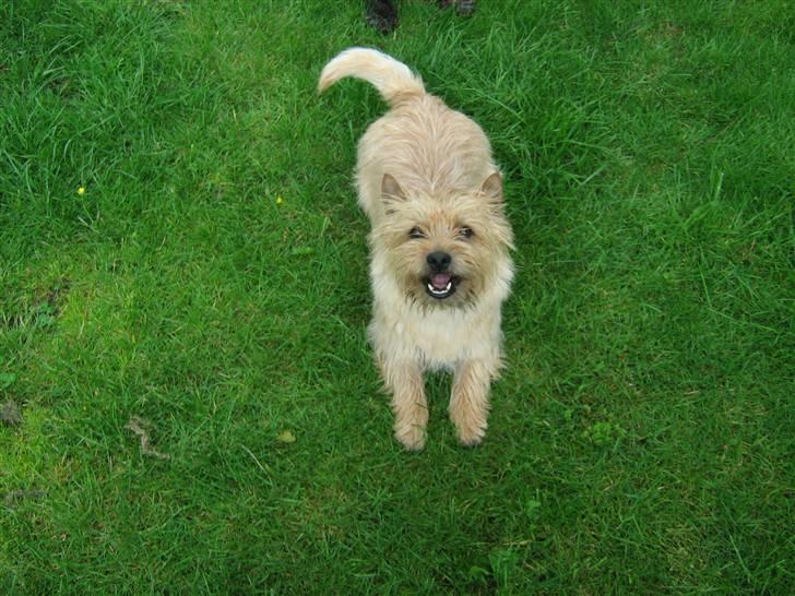 Cairn terrier Hyldahl's Bamse <3 - Wanna play? :D billede 3