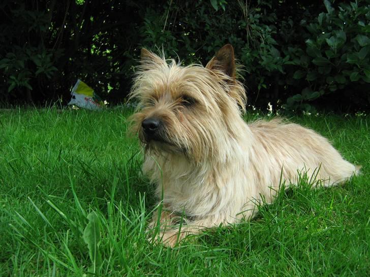 Cairn terrier Hyldahl's Bamse <3 - smukke bamse billede 7