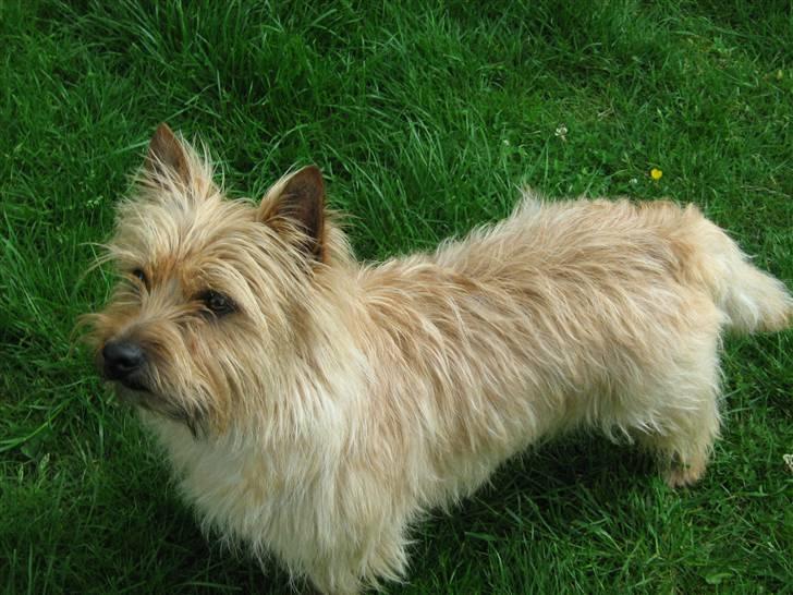 Cairn terrier Hyldahl's Bamse <3 billede 8