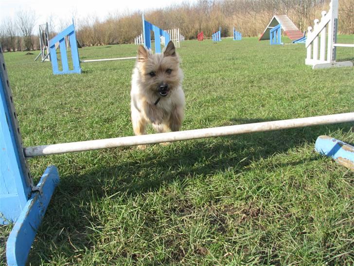 Cairn terrier Hyldahl's Bamse <3 - Klumpen springer billede 11