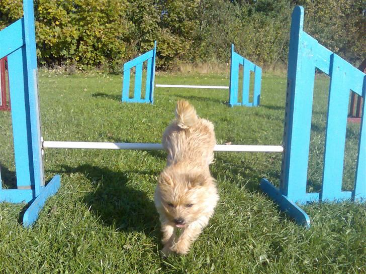 Cairn terrier Hyldahl's Bamse <3 - lige ved at lande haha (: billede 13