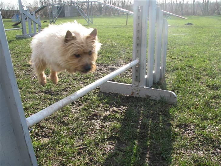 Cairn terrier Hyldahl's Bamse <3 - lidt tyk har men vel altid lov at være? :D billede 16