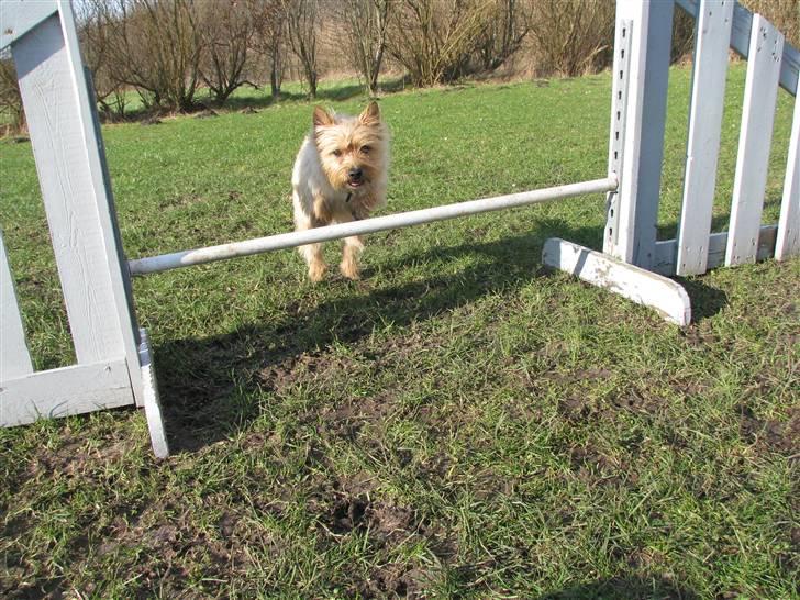 Cairn terrier Hyldahl's Bamse <3 - kommer lige flyvende :D billede 17