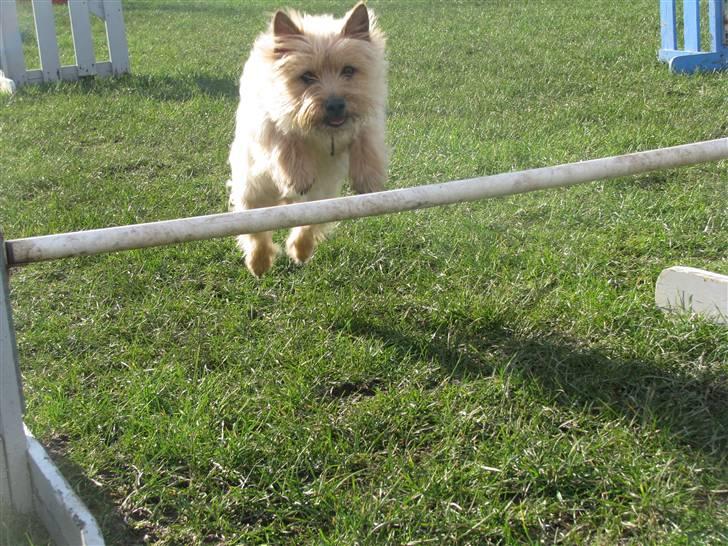 Cairn terrier Hyldahl's Bamse <3 - han elsker at springe? det kan ses :D  billede 18