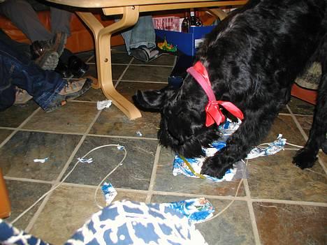 Riesenschnauzer Holli R.I.P <3 - jubiii julegaver:) flæns og flå!!! billede 4