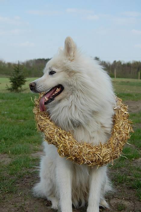 Samojedhund Ruska  - Ruska, er han ikke flot??? : ) billede 1