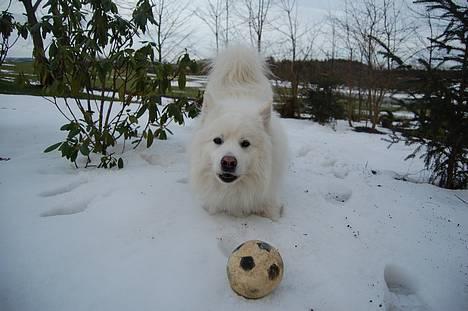 Samojedhund Ruska  billede 5