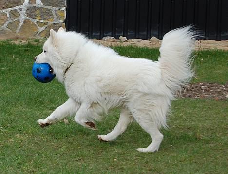 Samojedhund Ruska  - min bold :P billede 6